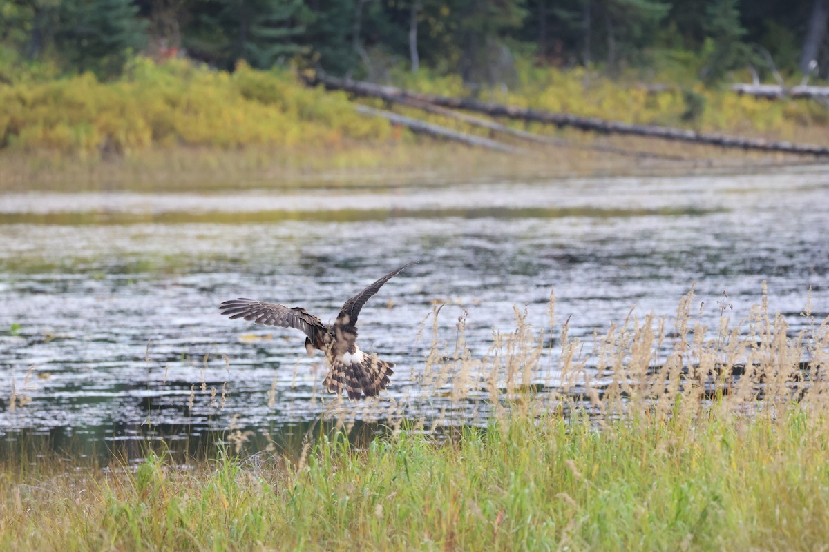 Northern Harrier - ML642785375