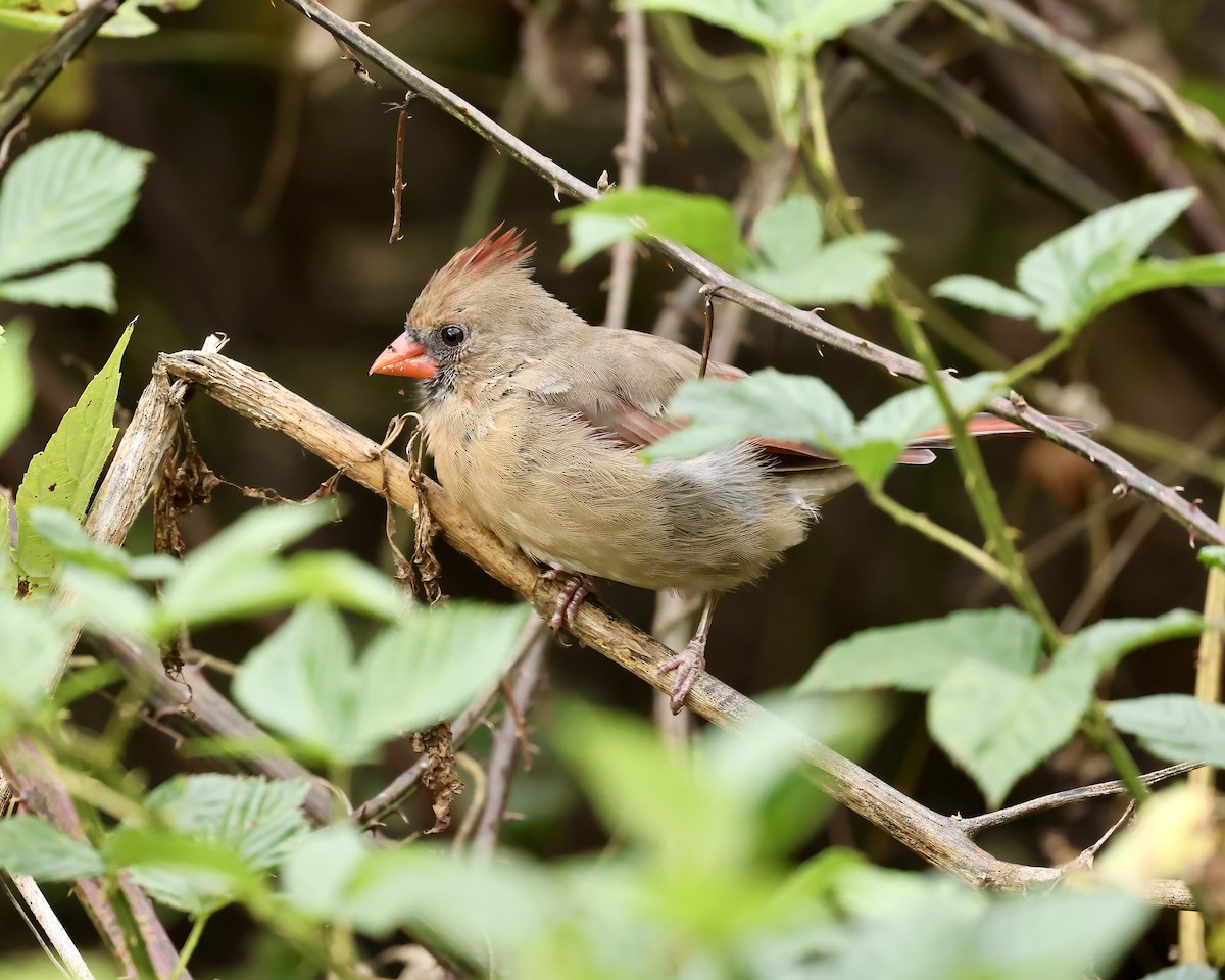 Northern Cardinal - ML642785376
