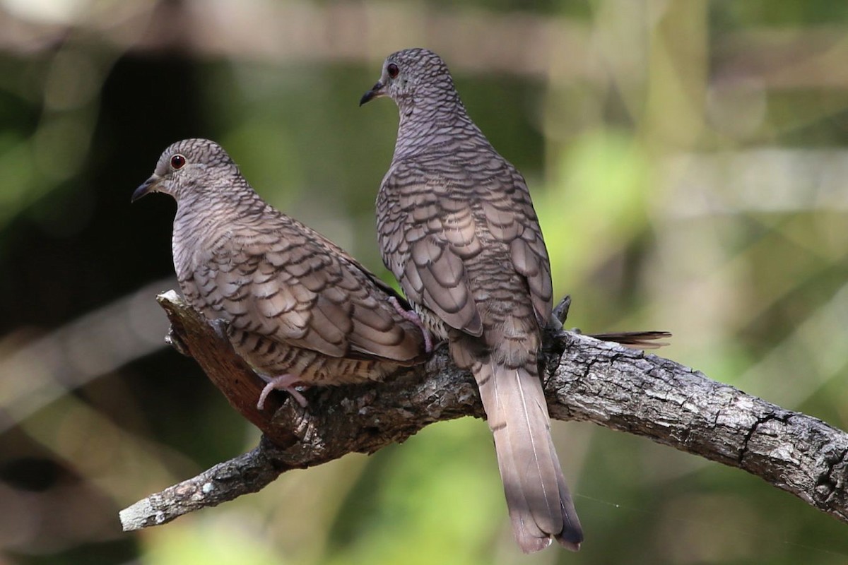 Inca Dove - ML642785378