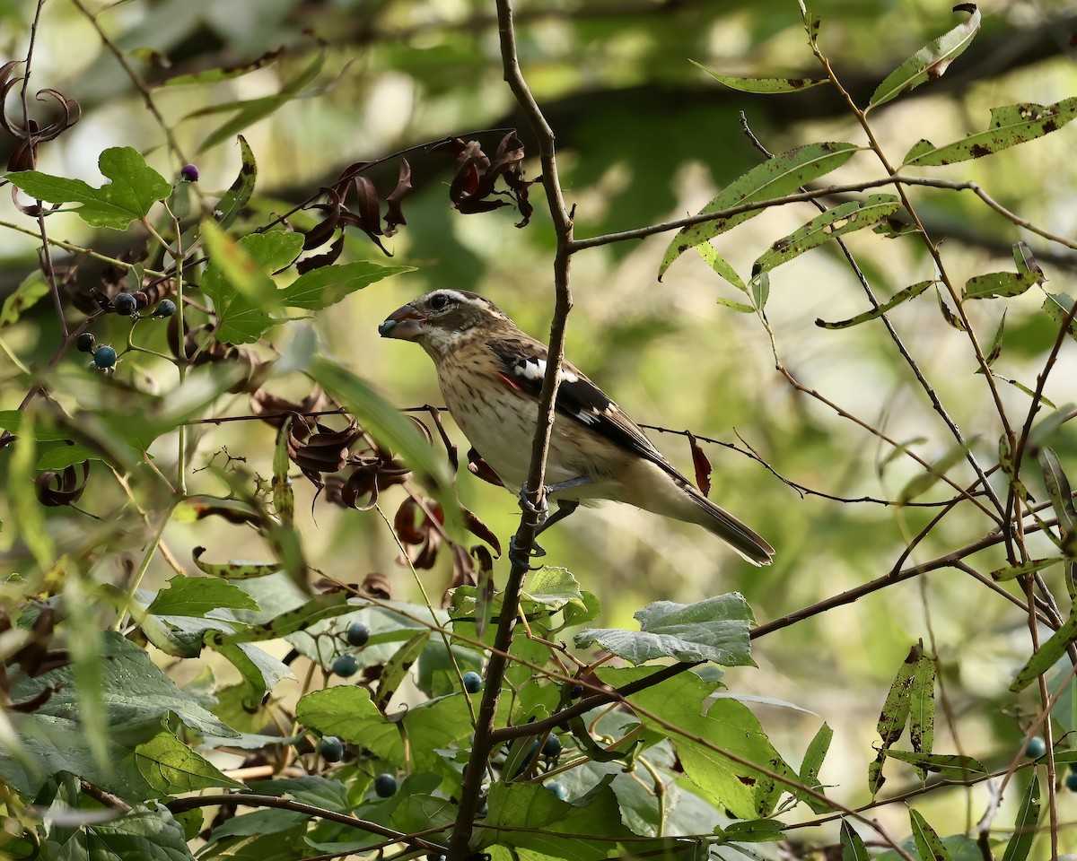Rose-breasted Grosbeak - ML642785379