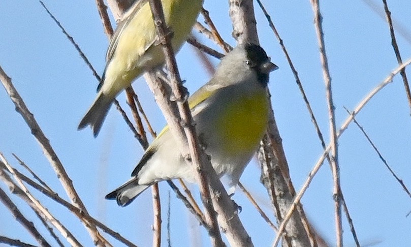 Lawrence's Goldfinch - ML642785380