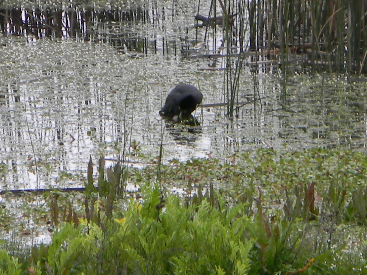White-winged Coot - ML642785382