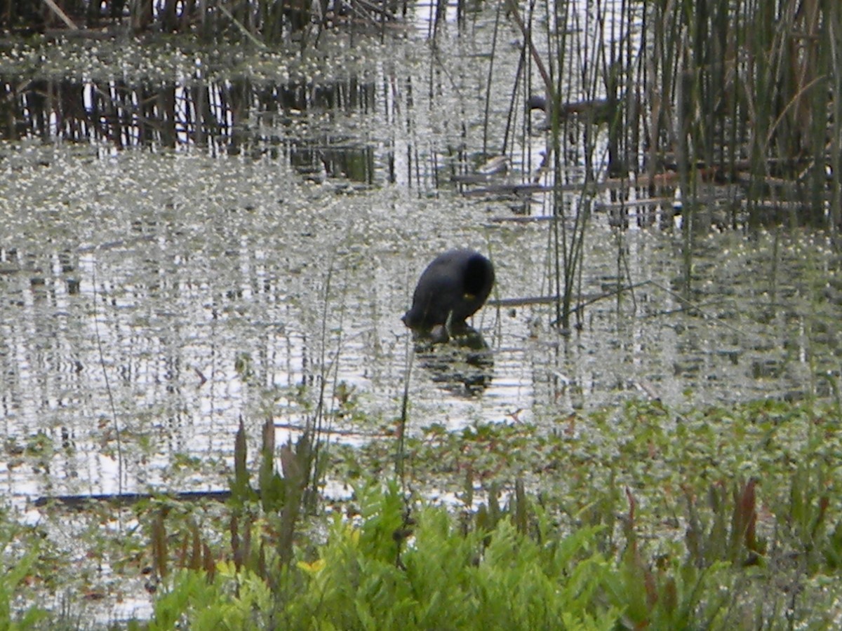 White-winged Coot - ML642785383