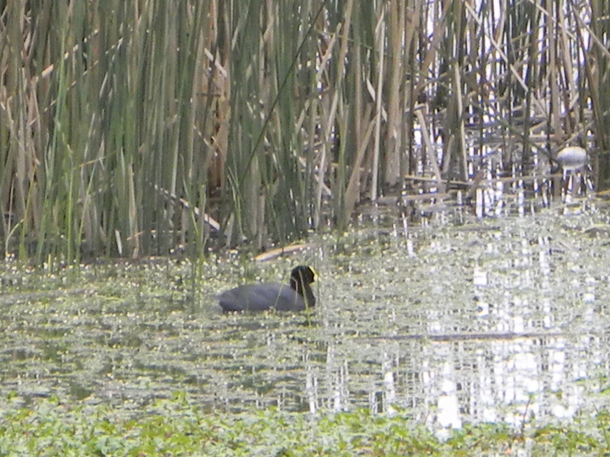 White-winged Coot - ML642785384