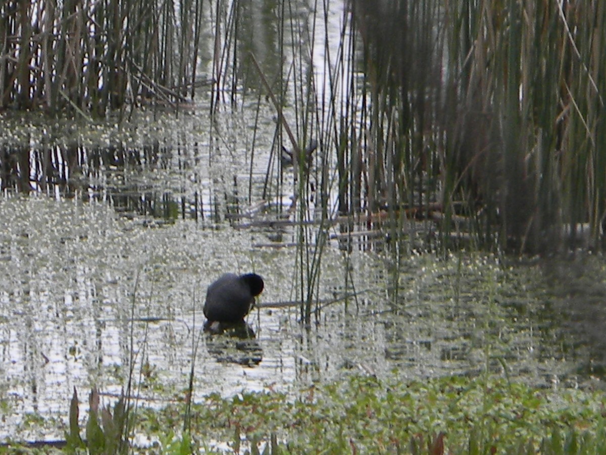 White-winged Coot - ML642785385
