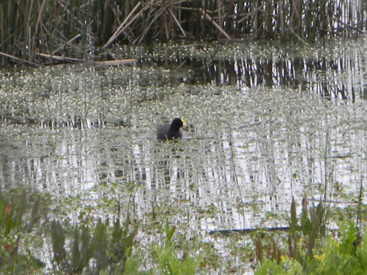 White-winged Coot - ML642785386