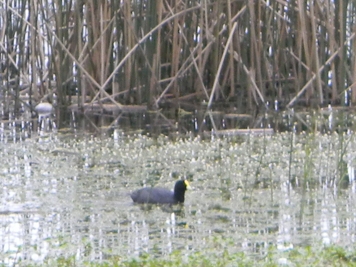 White-winged Coot - ML642785387