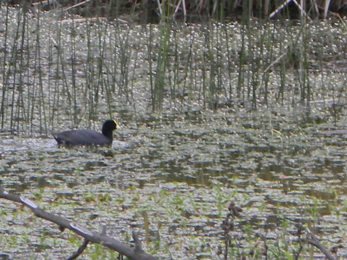 White-winged Coot - ML642785388