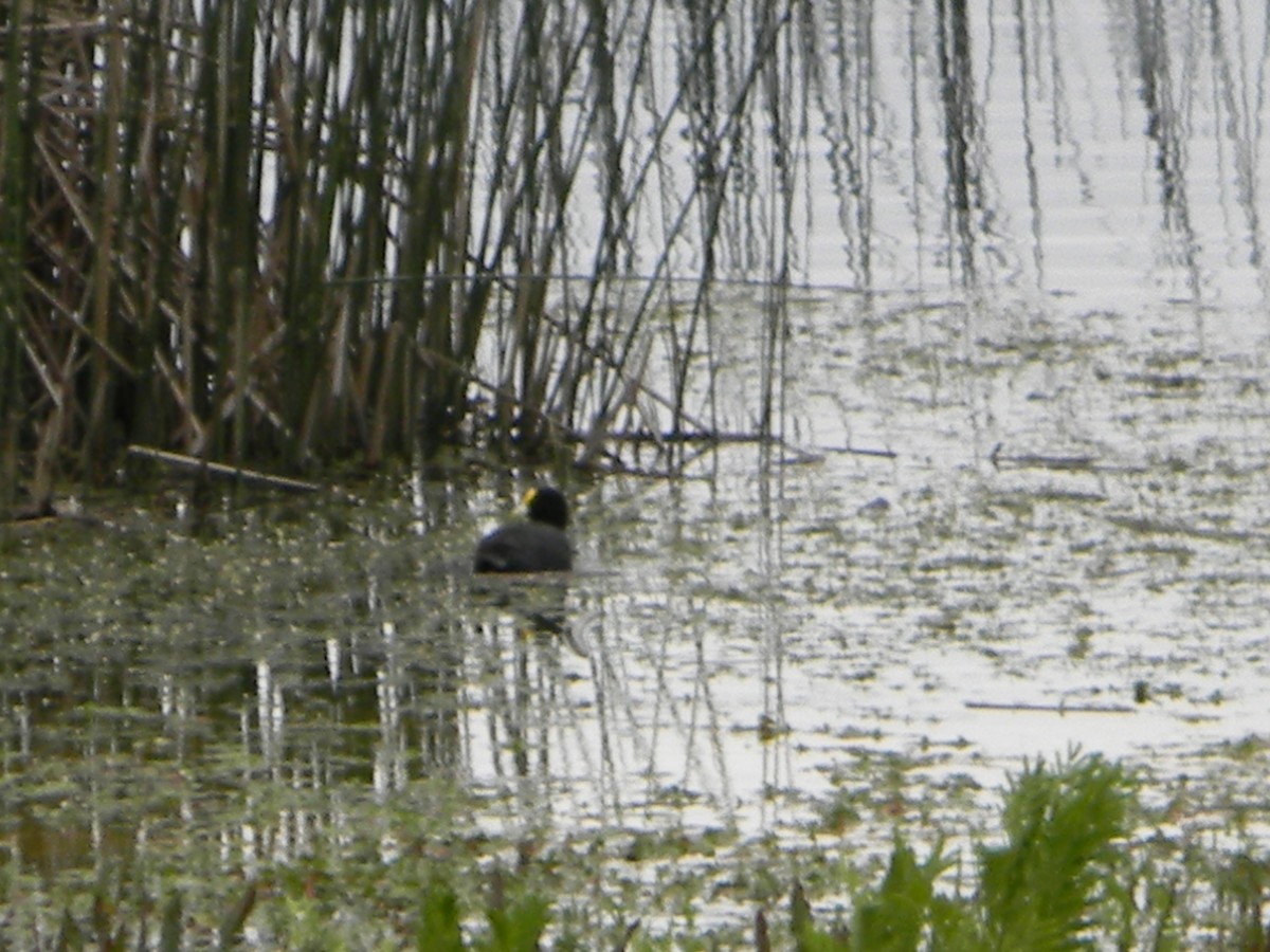 White-winged Coot - ML642785389