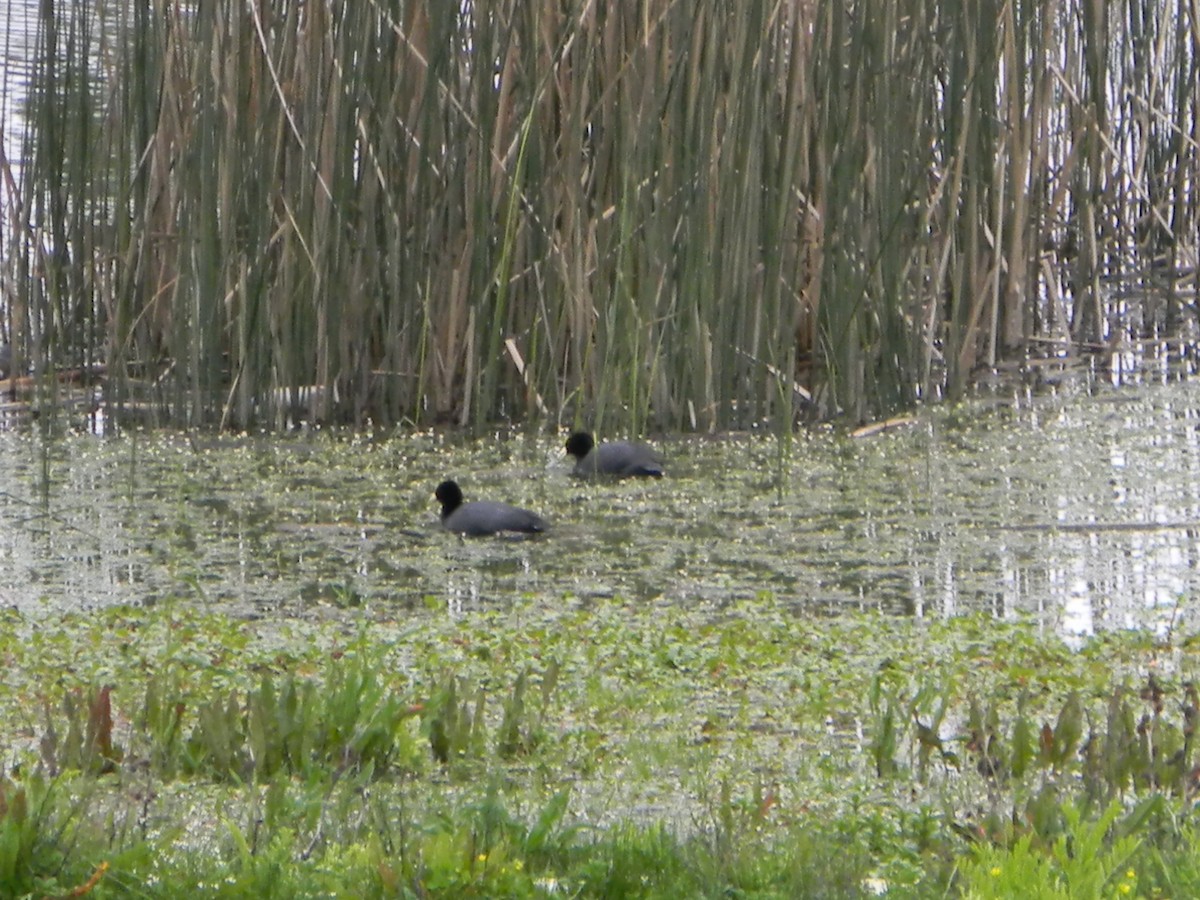 White-winged Coot - ML642785390