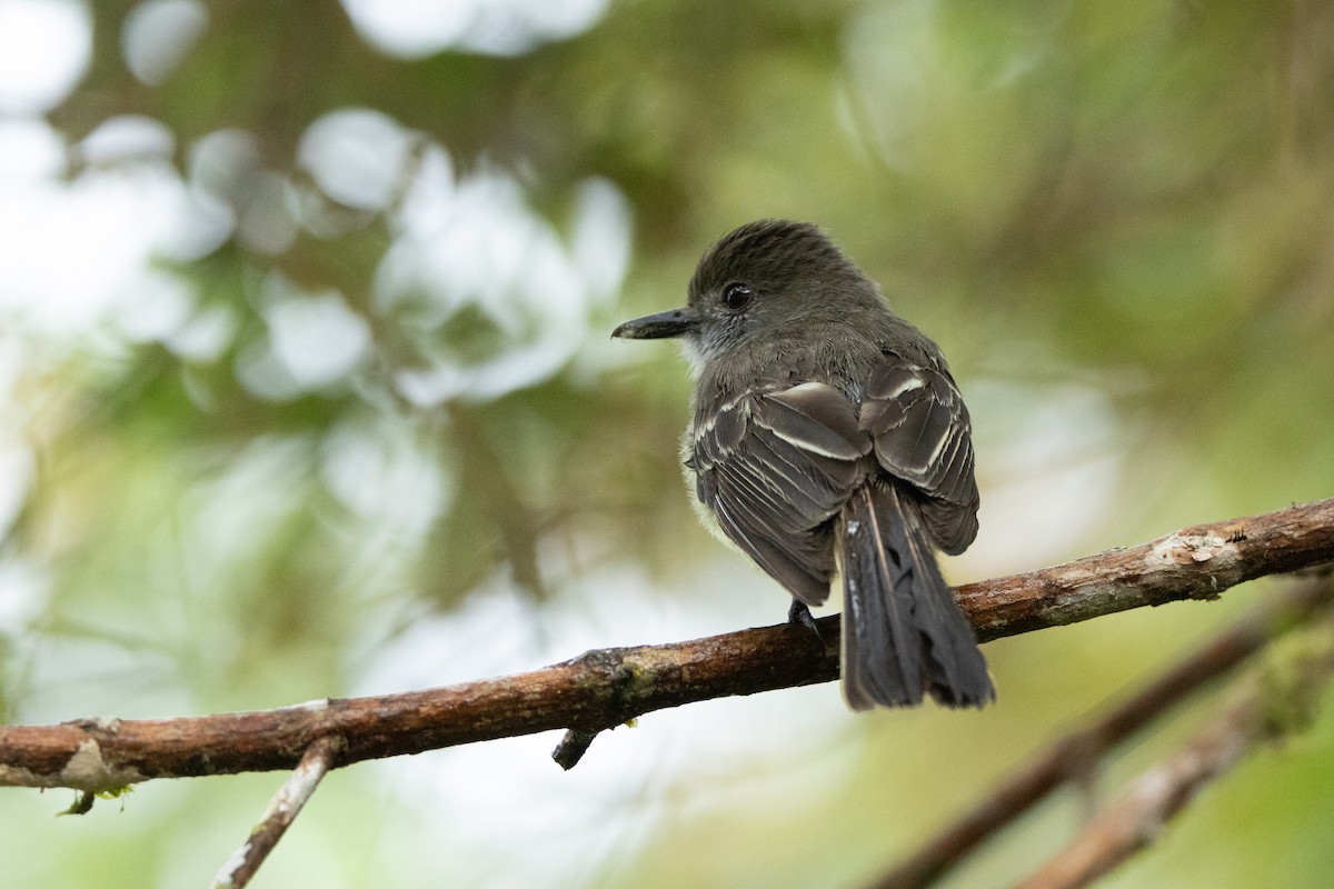 Pale-edged Flycatcher - ML642785391