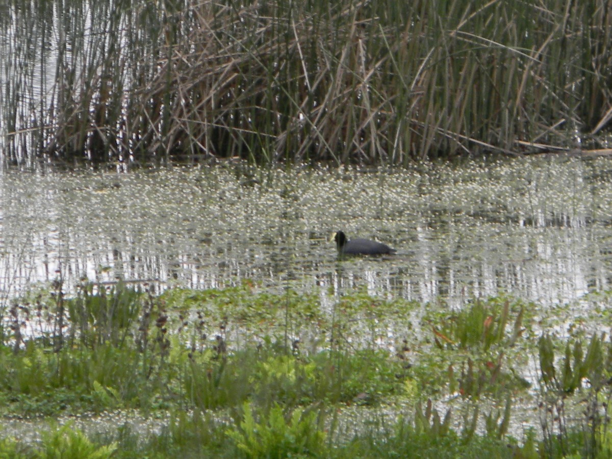 White-winged Coot - ML642785392
