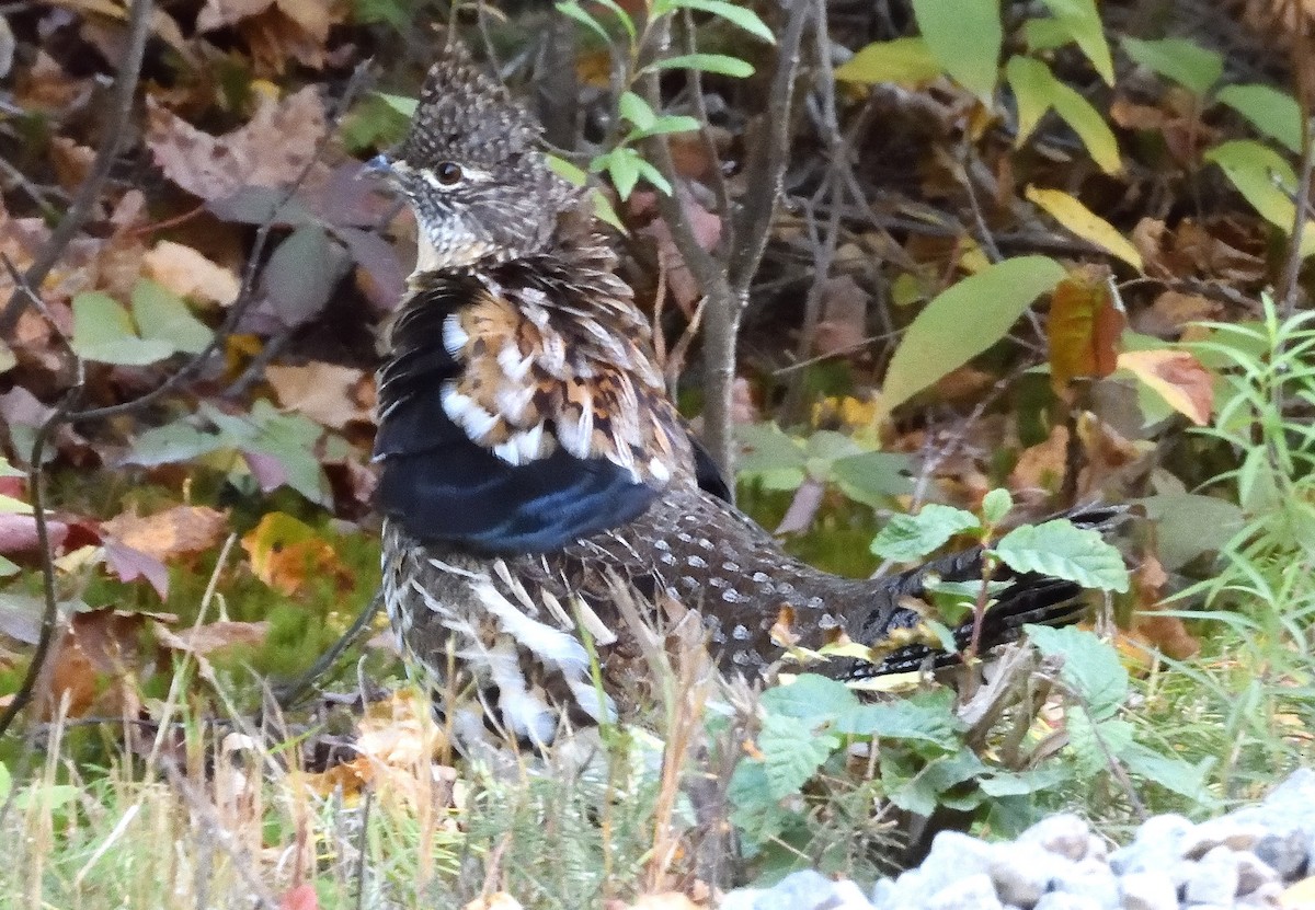 Ruffed Grouse - ML642785398