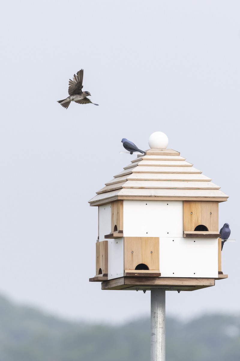 Purple Martin - ML642785399