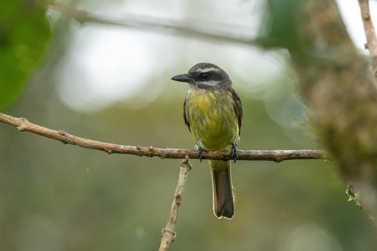 Golden-bellied Flycatcher - ML642785401