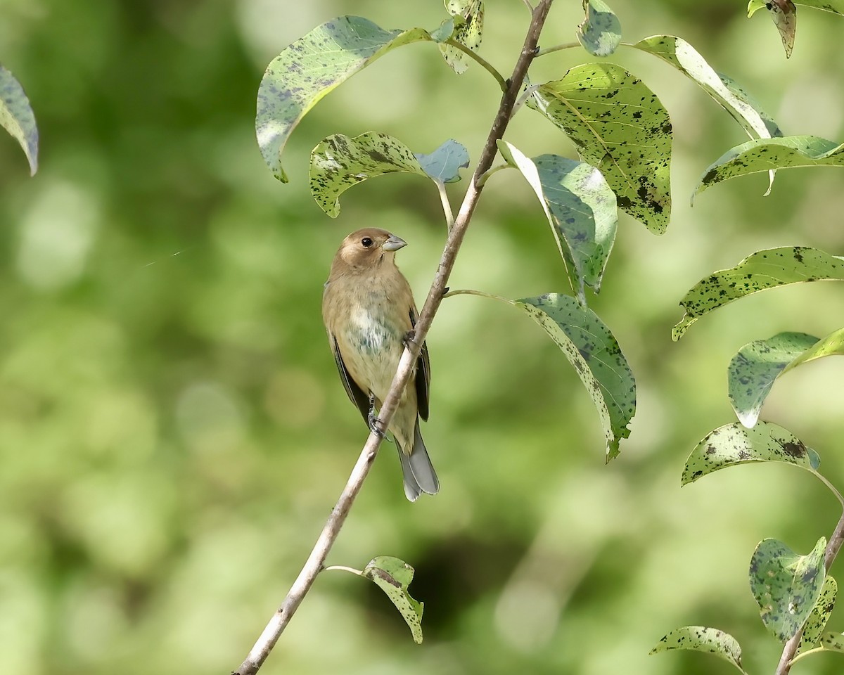 Indigo Bunting - ML642785402