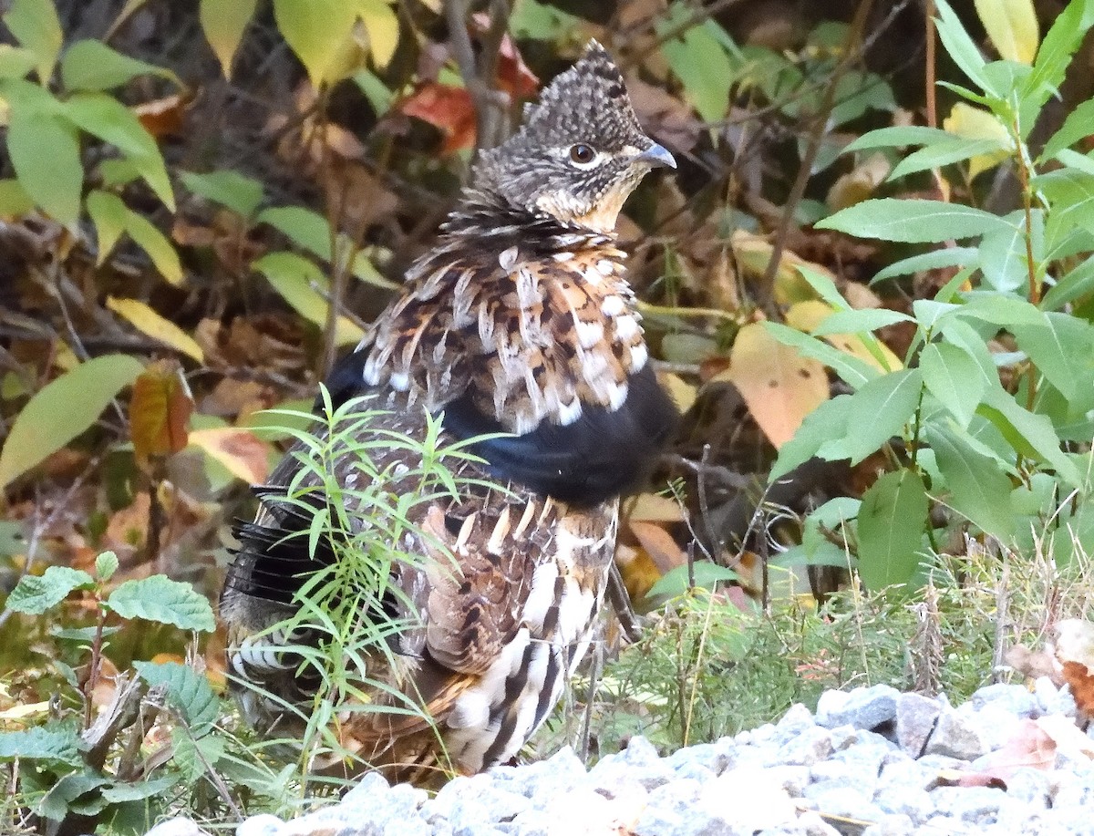 Ruffed Grouse - ML642785405