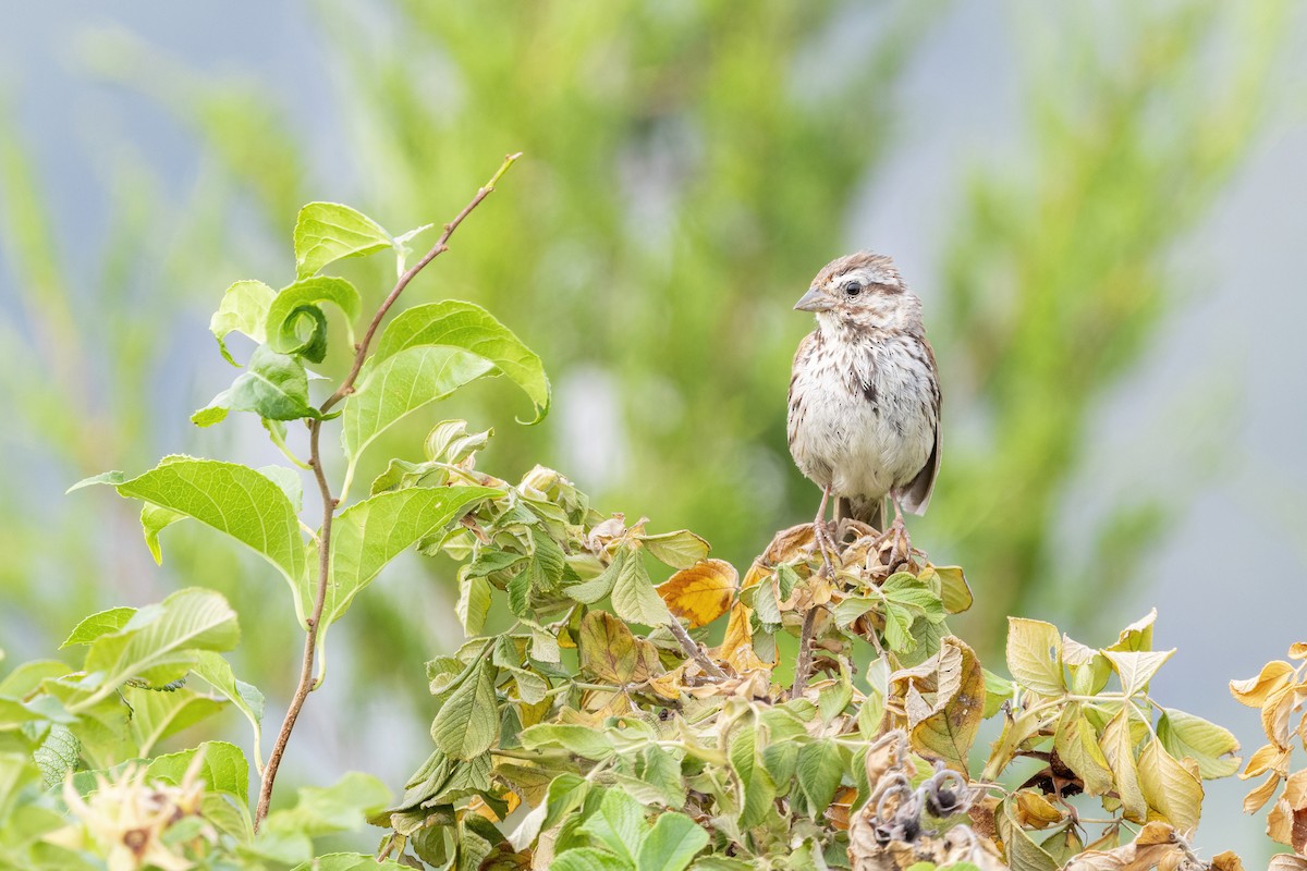 Song Sparrow (melodia/atlantica) - ML642785407
