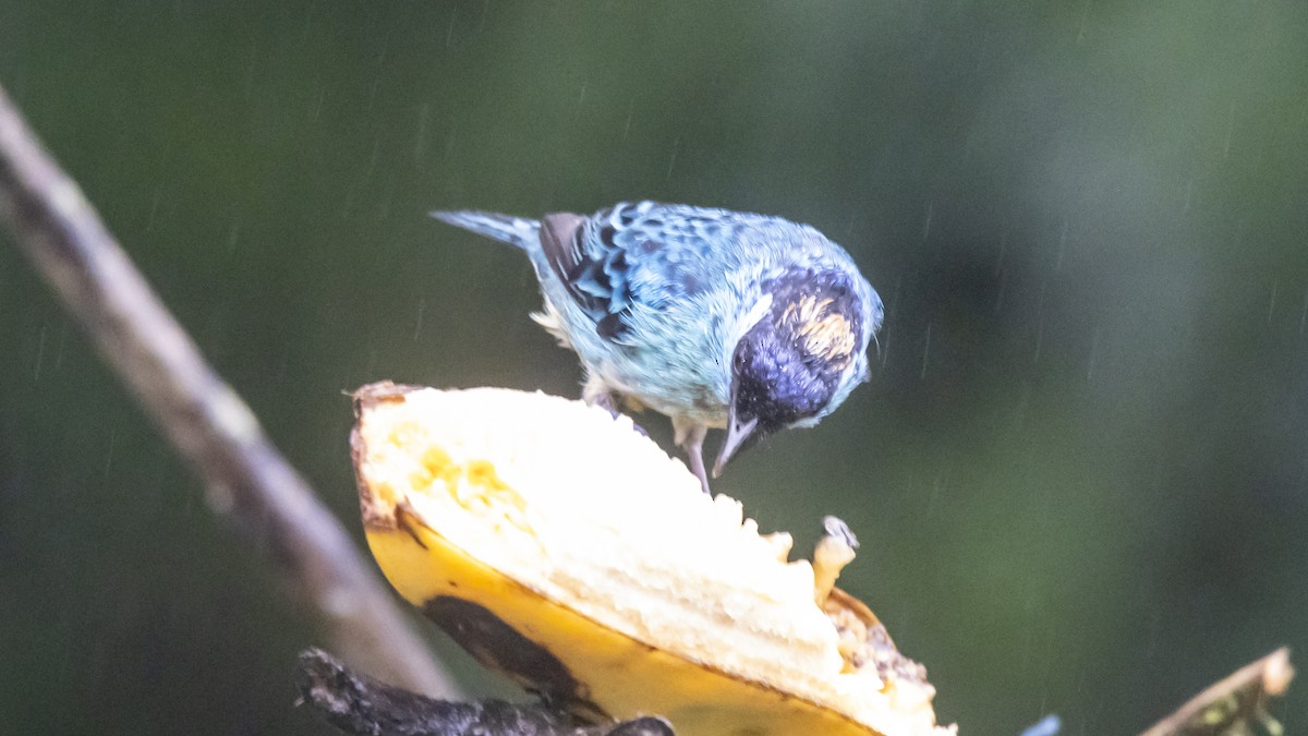 Golden-naped Tanager - ML642785410