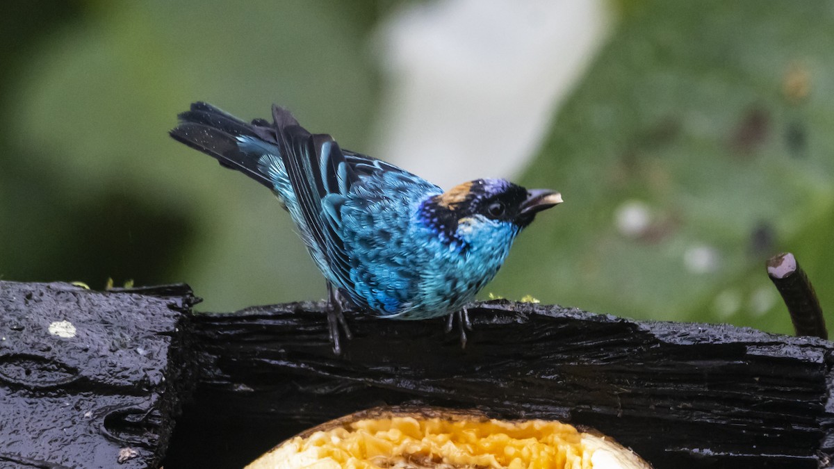 Golden-naped Tanager - ML642785411