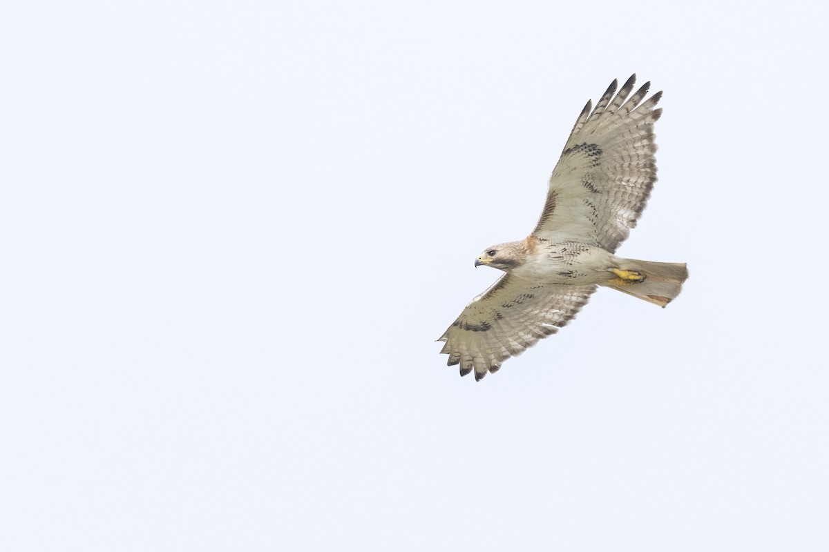 Red-tailed Hawk (borealis) - ML642785412