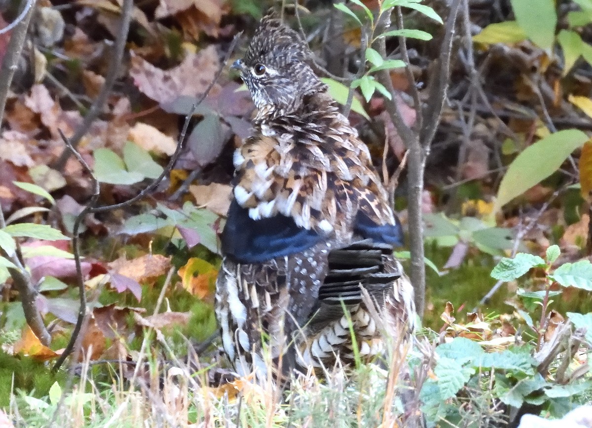 Ruffed Grouse - ML642785413