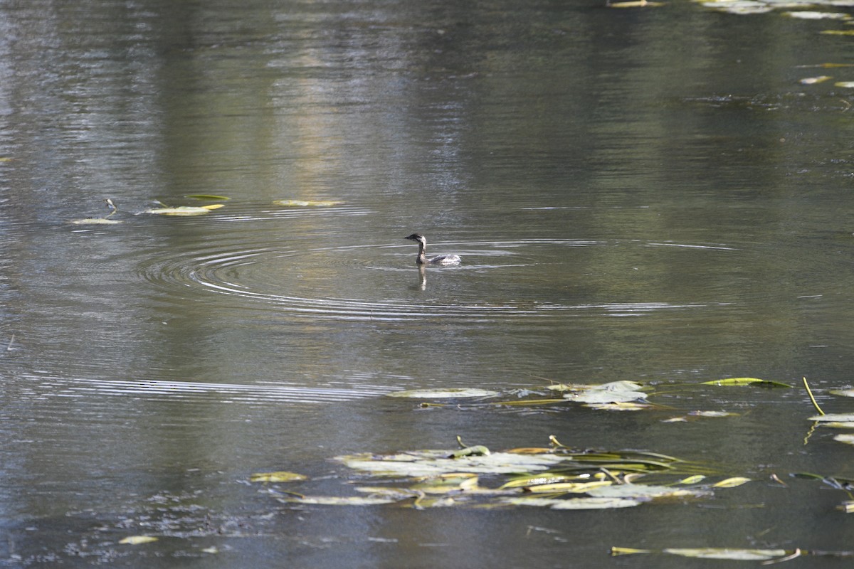 Pied-billed Grebe - ML642785419