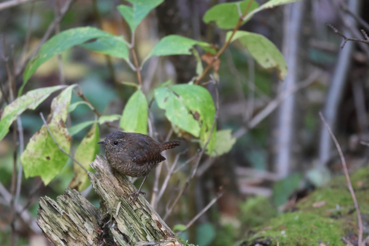 Pacific Wren - ML642785424