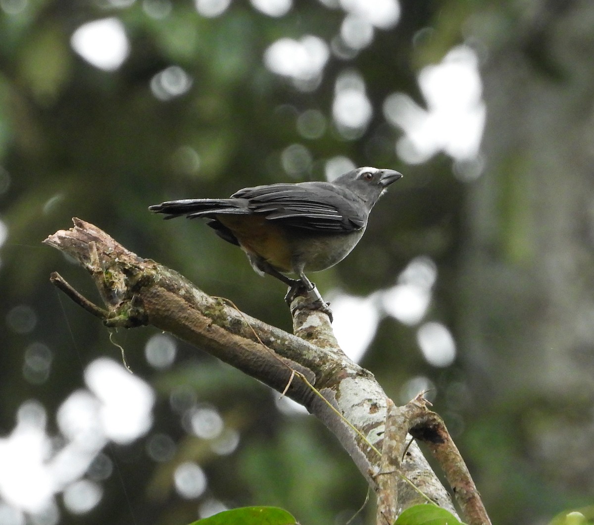 Bluish-gray Saltator - ML642785427