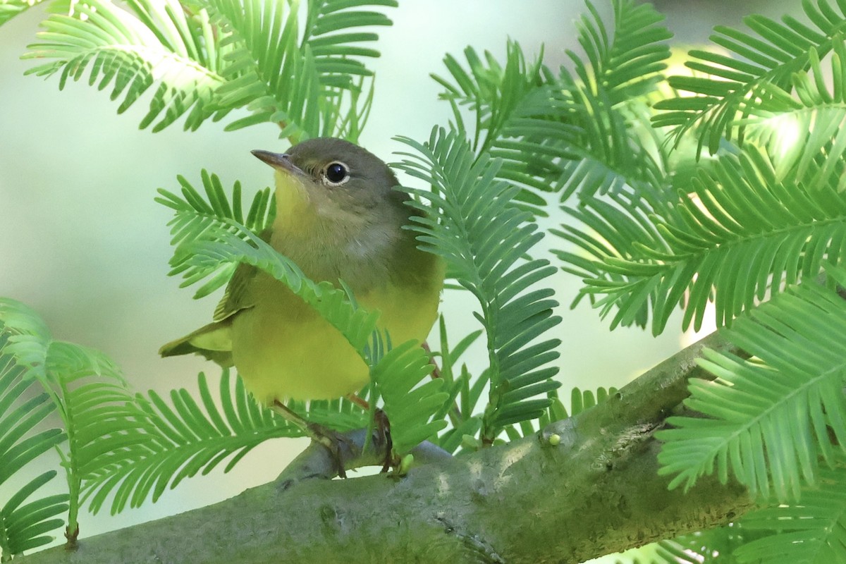 new world warbler sp. - ML642785428