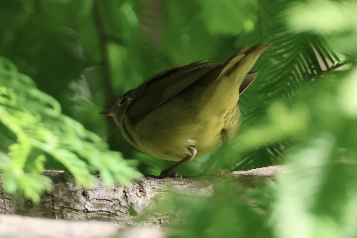 new world warbler sp. - ML642785429