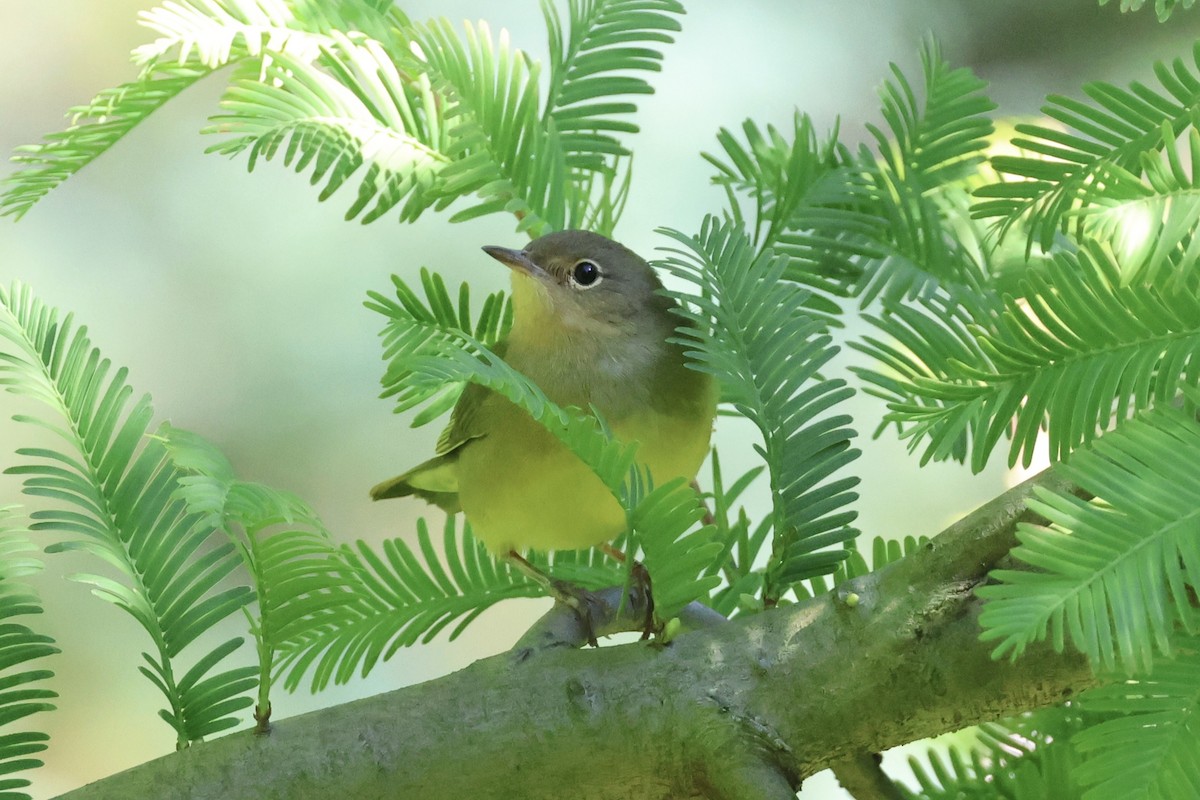 new world warbler sp. - ML642785430
