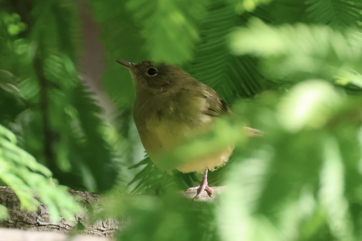 new world warbler sp. - ML642785431