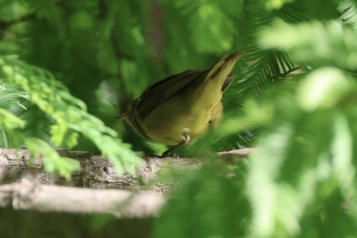 new world warbler sp. - ML642785432