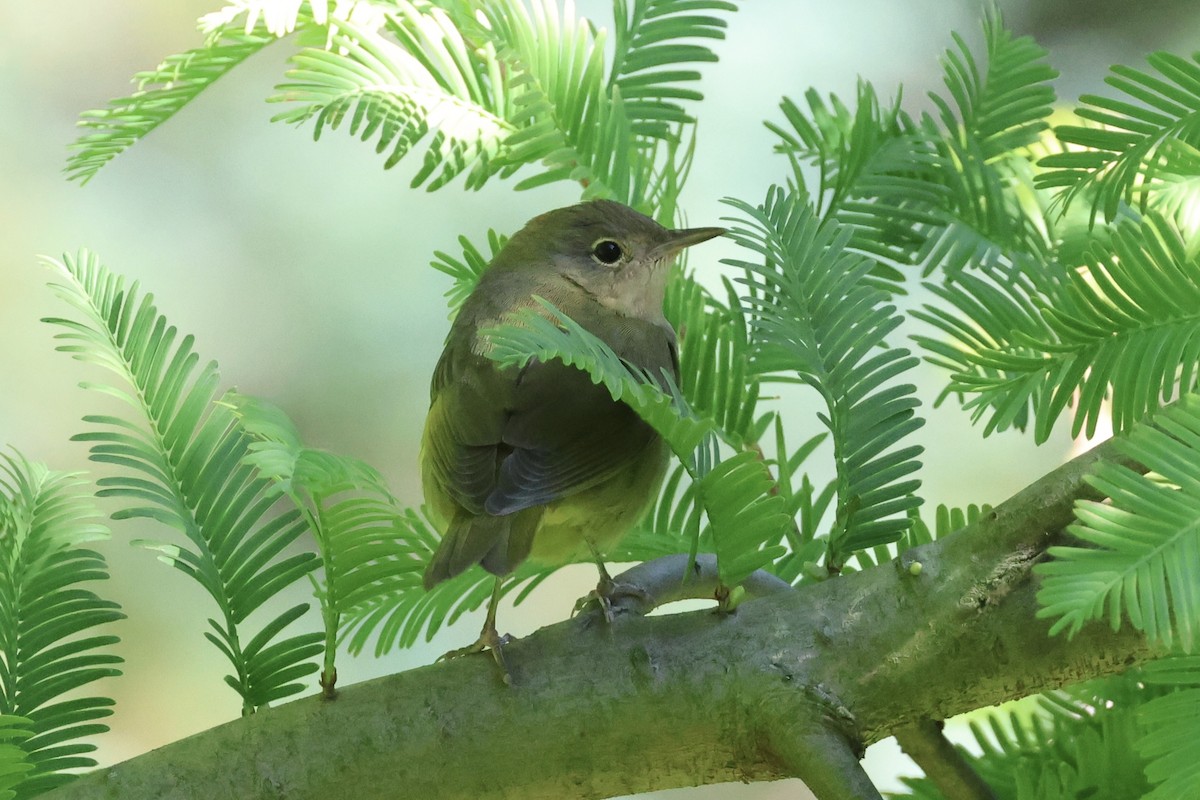 new world warbler sp. - ML642785433