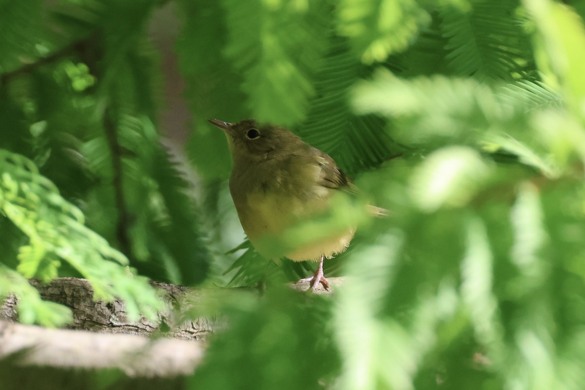 new world warbler sp. - ML642785434