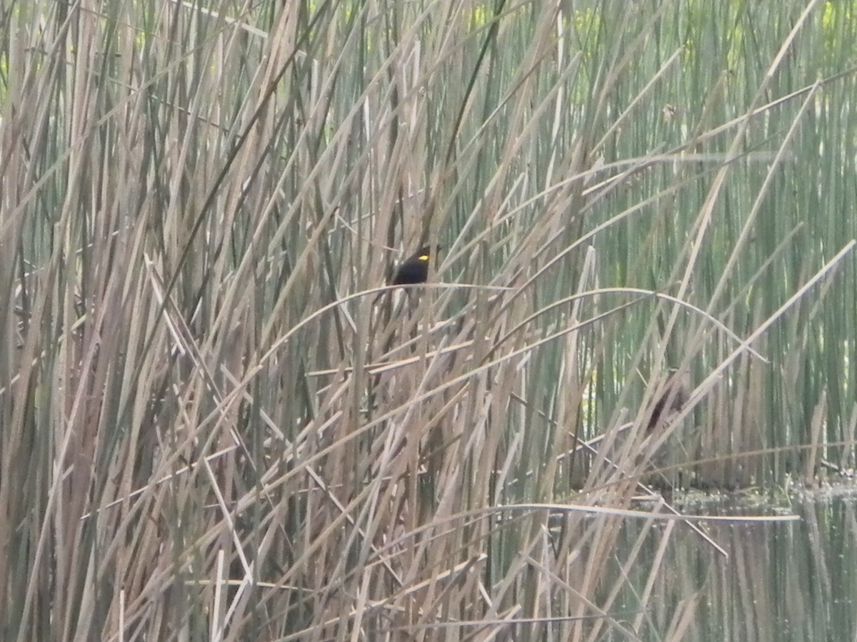 Yellow-winged Blackbird - ML642785464