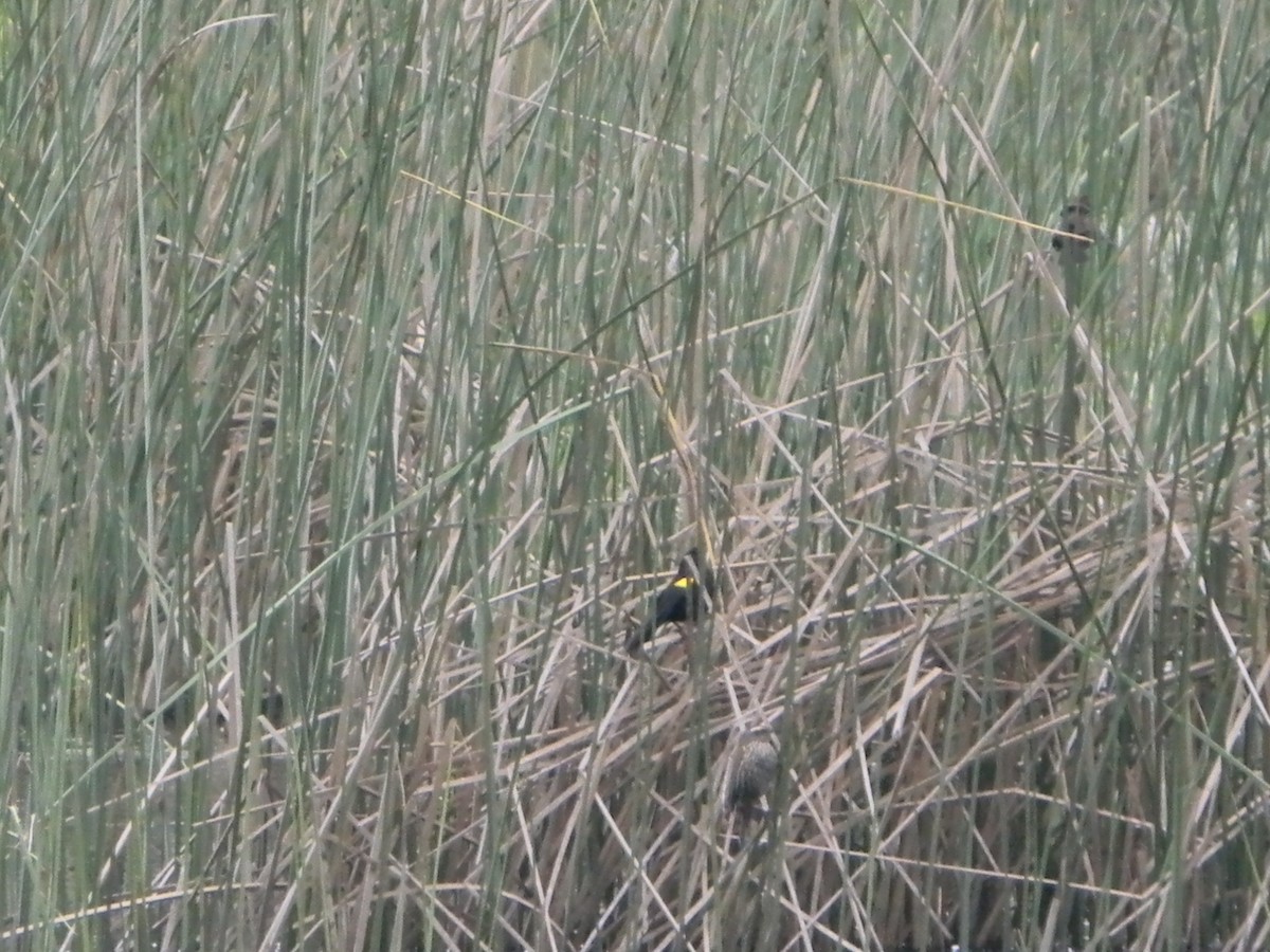 Yellow-winged Blackbird - ML642785465