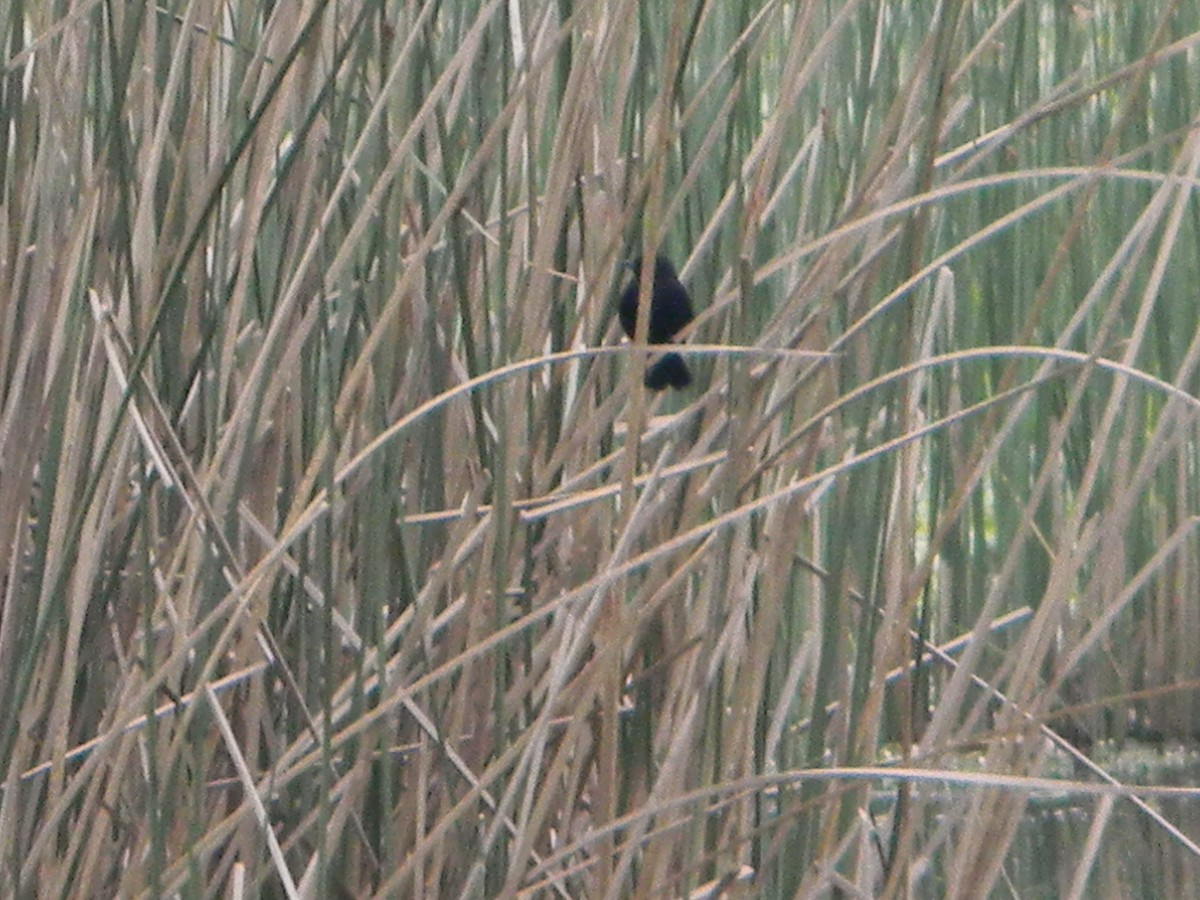 Yellow-winged Blackbird - ML642785466