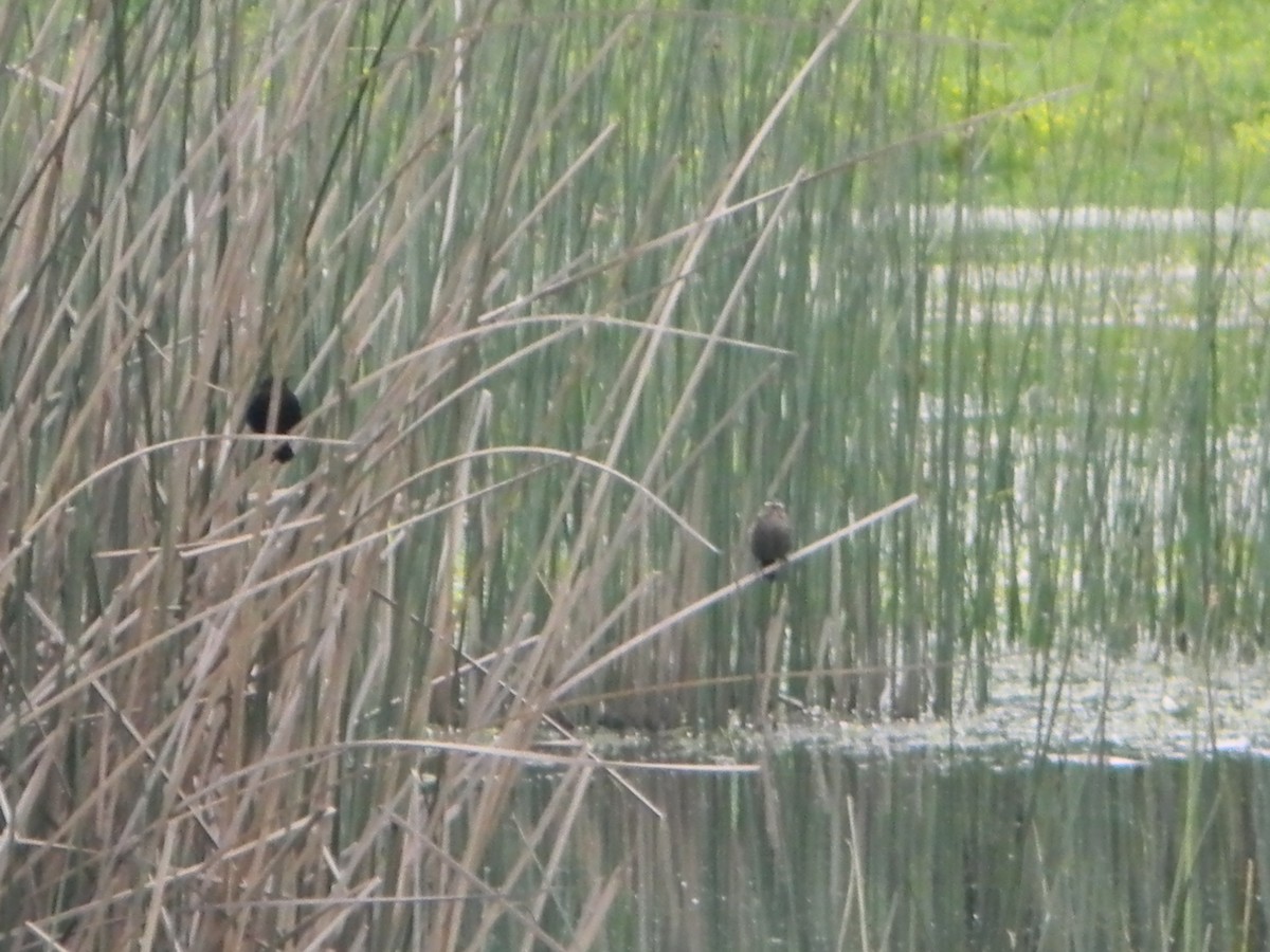 Yellow-winged Blackbird - ML642785467