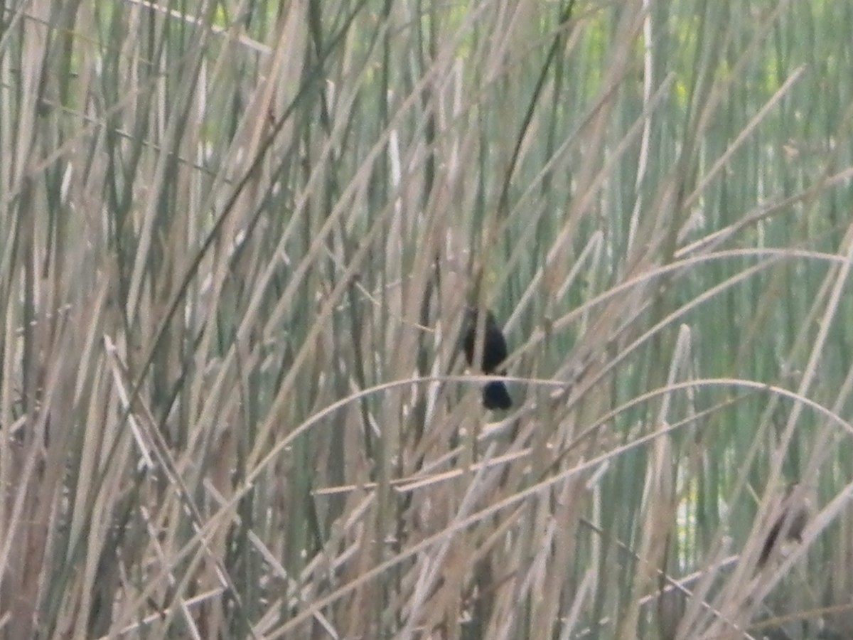 Yellow-winged Blackbird - ML642785468