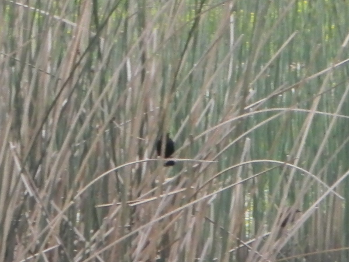 Yellow-winged Blackbird - ML642785469