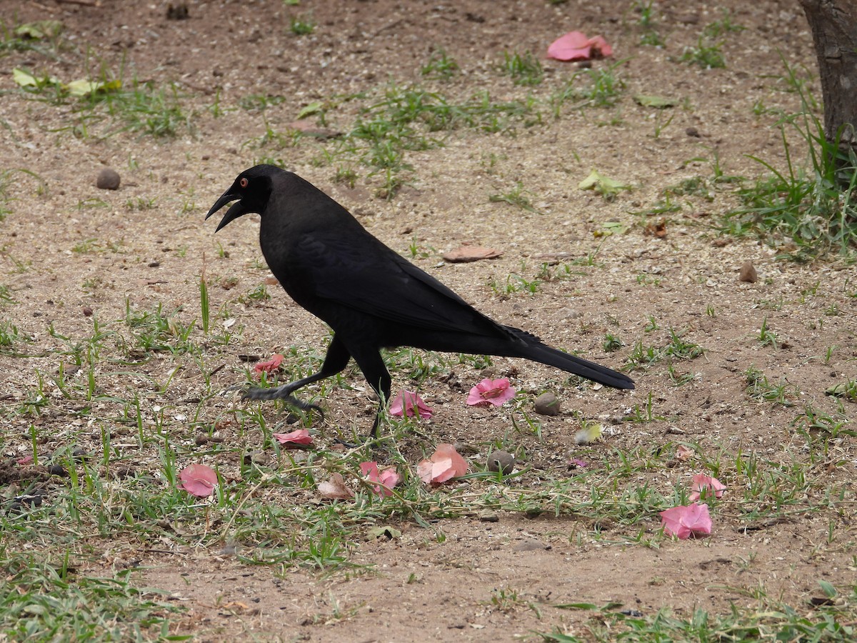 Giant Cowbird - ML642785491