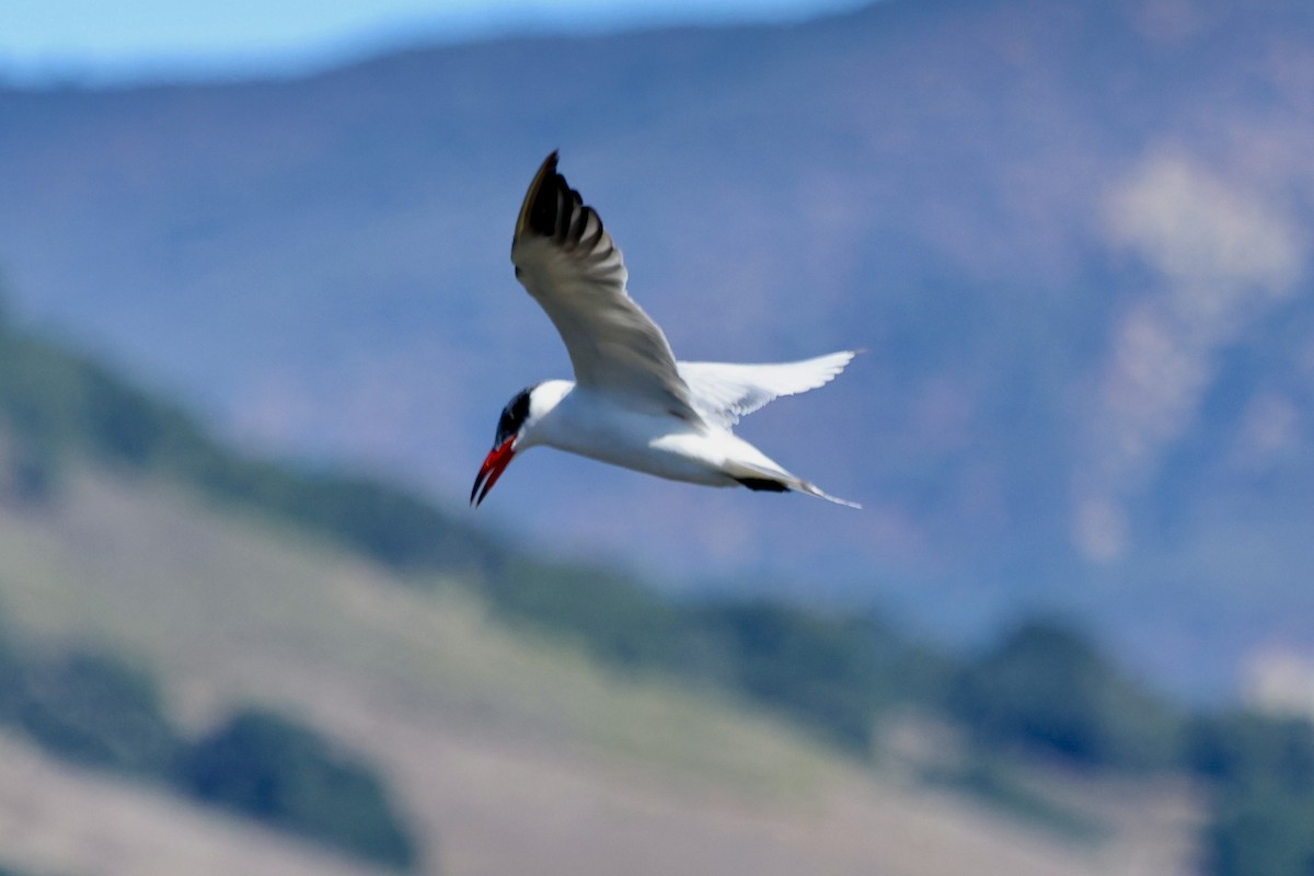 Caspian Tern - Sam Larkin