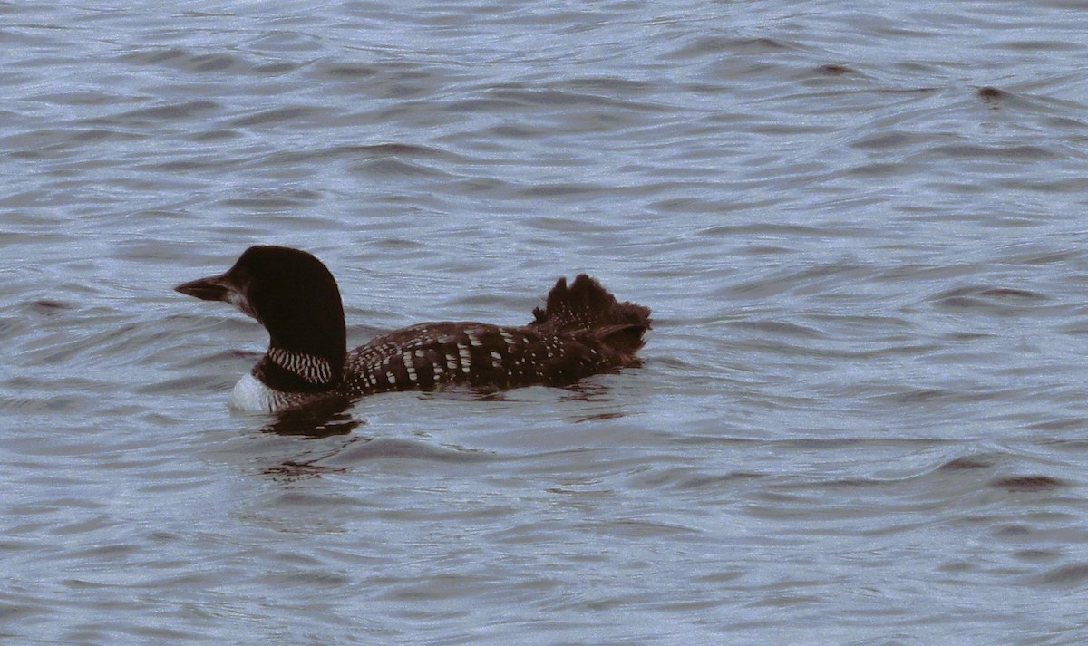 Common Loon - ML642785508