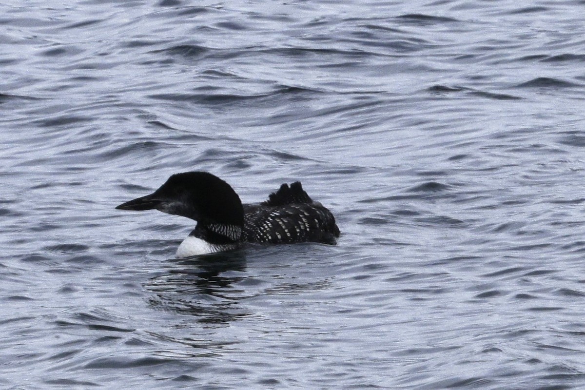 Common Loon - ML642785509