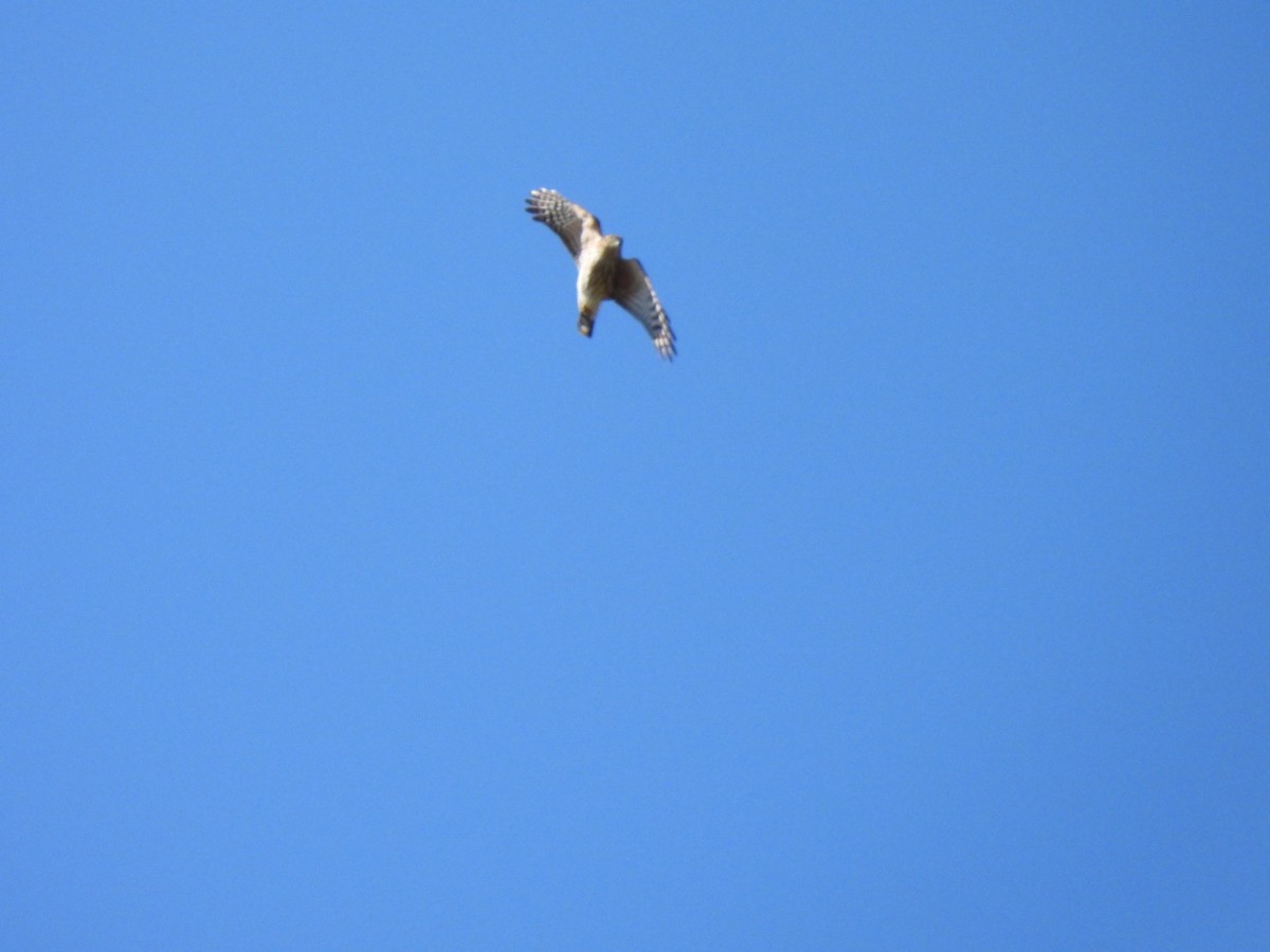 Sharp-shinned/Cooper's Hawk - ML642785510