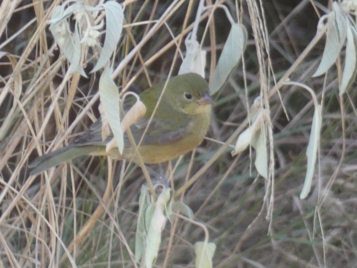 Painted Bunting - ML642785514