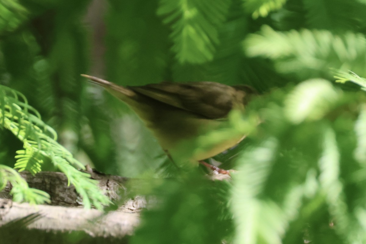 new world warbler sp. - ML642785516