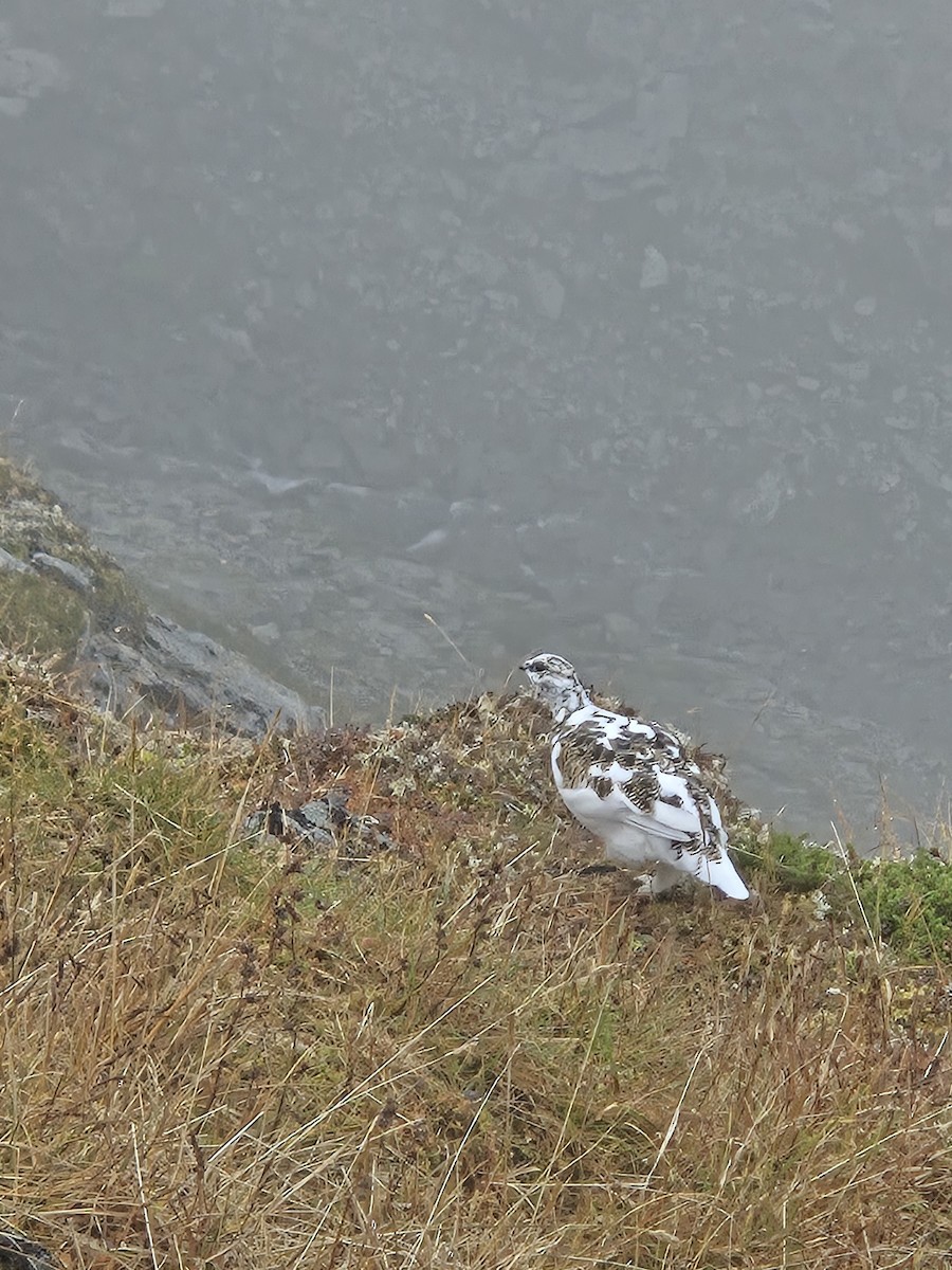 White-tailed Ptarmigan - ML642785525